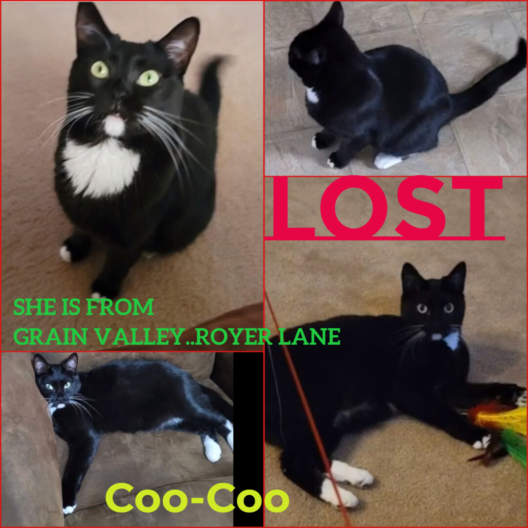 Lost Cat (Grain Valley, Missouri) Coo Coo