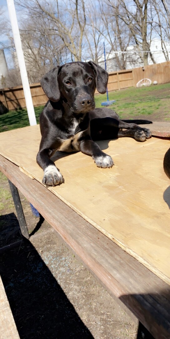 Lost Dog (Burdick, Kansas) Sox