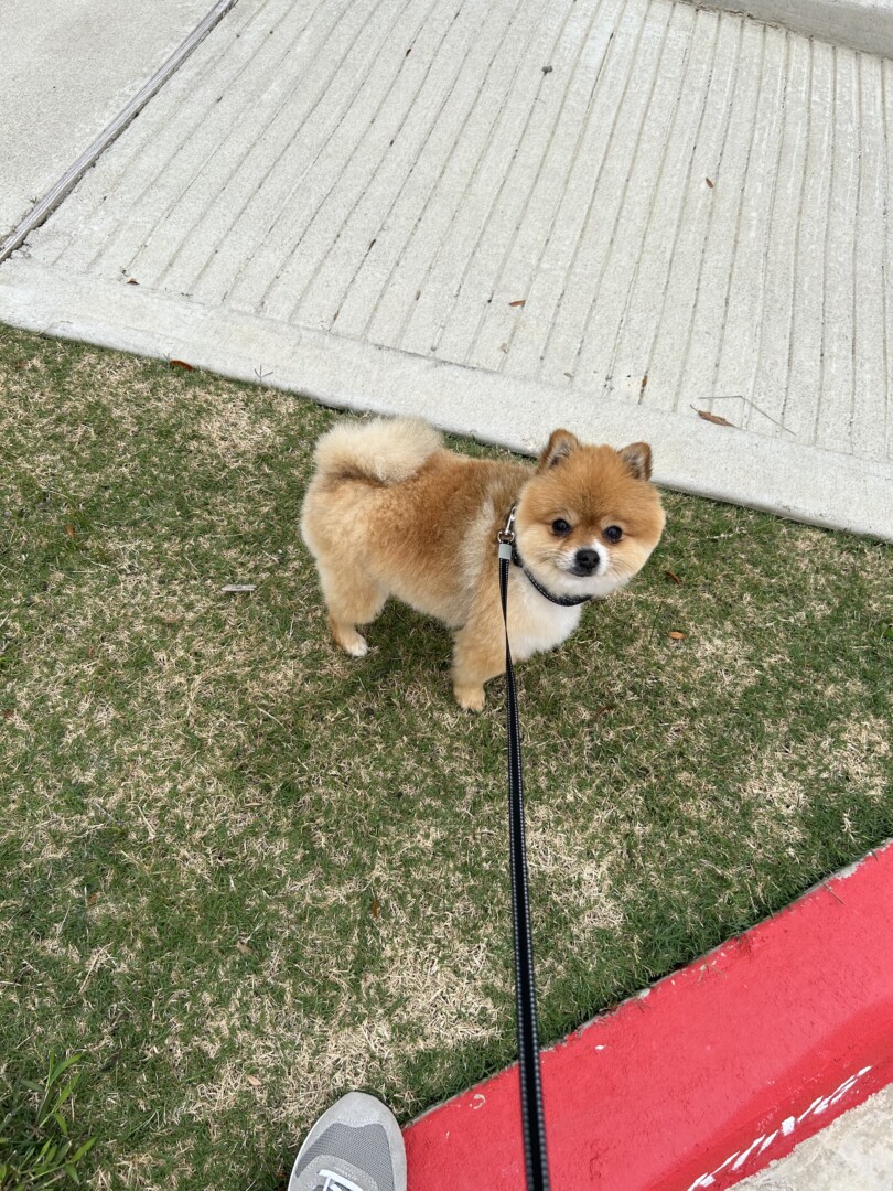 Lost Dog (Suffolk, Virginia) Remi