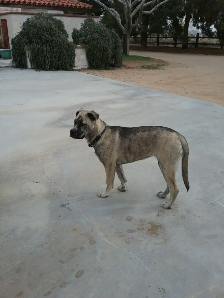 Lost Dog (Barstow, California) Laika