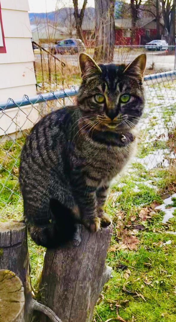 Lost Cat (Missoula, Montana) Lilly