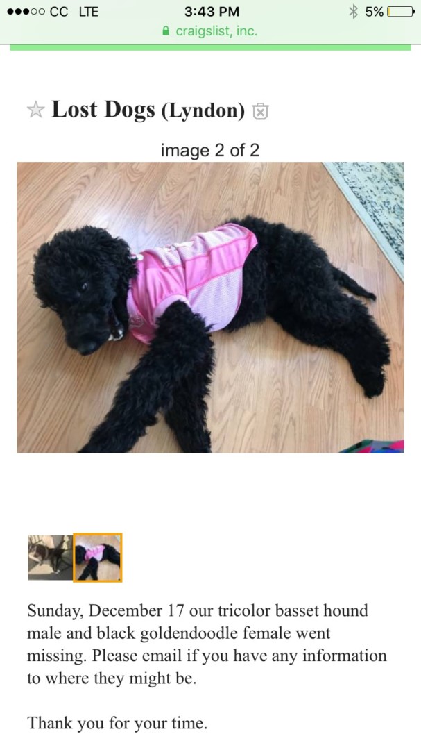schnoodle craigslist