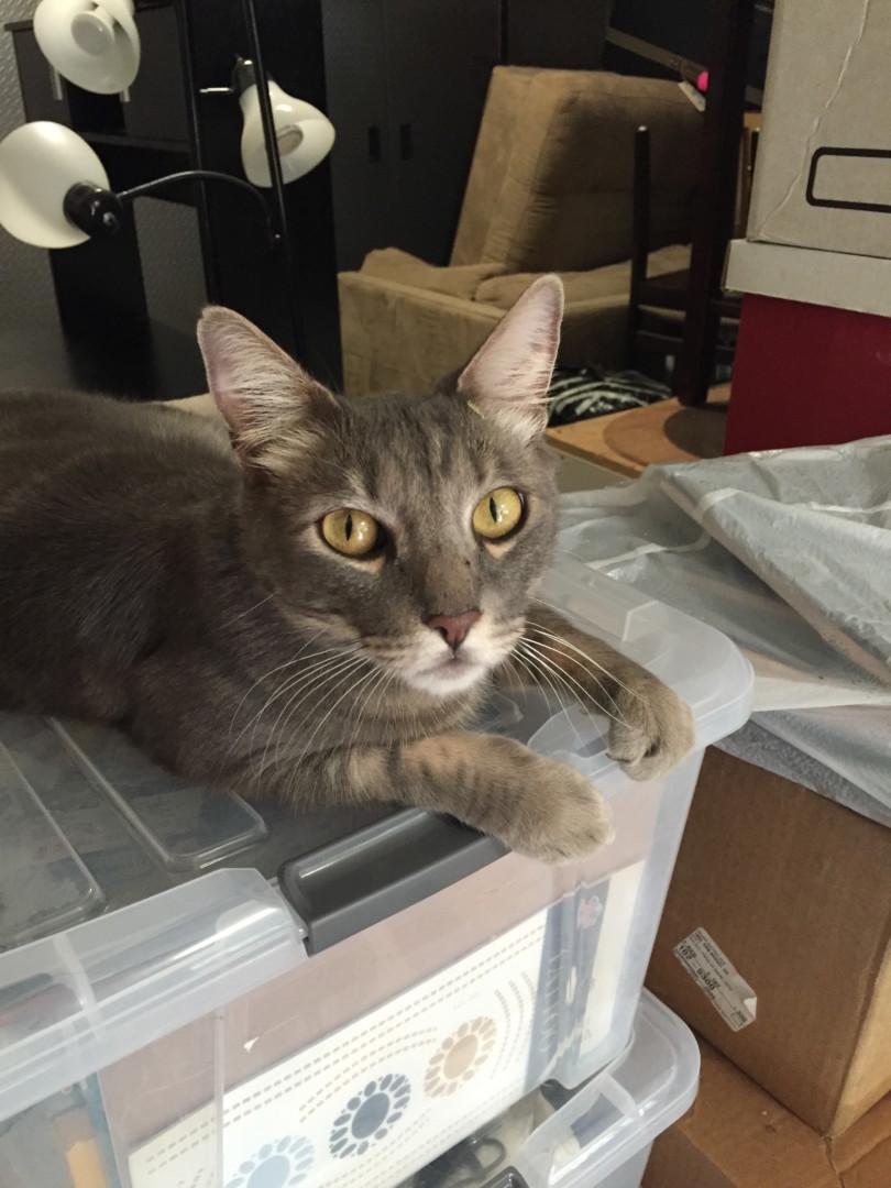 Lost Cat (Walnut Creek, California) Legend