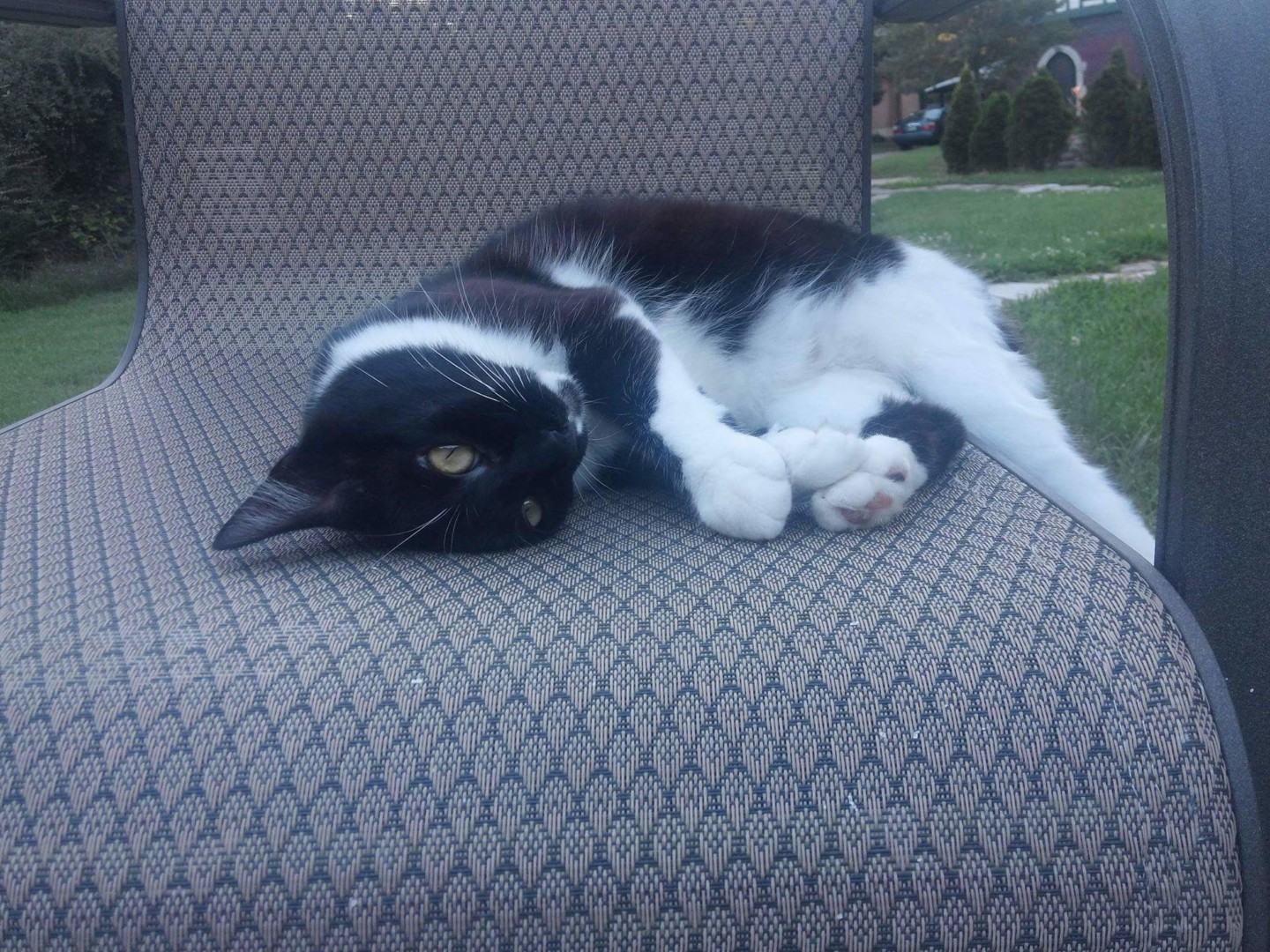 Lost Cat (Joplin, Missouri) Dot