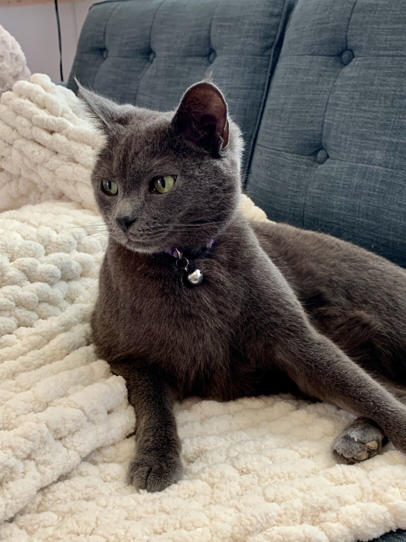 Lost Cat (Bethesda, Maryland) Twix