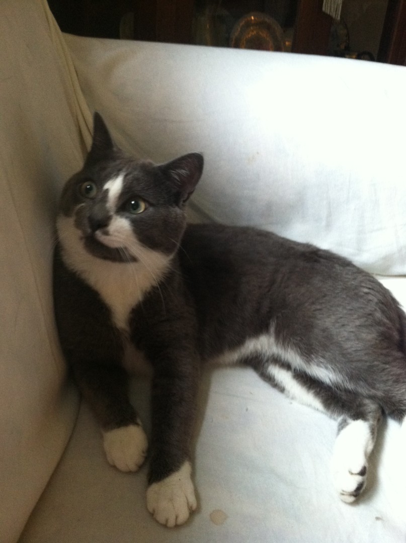 Lost Cat (Utica, New York) Mr Kitty