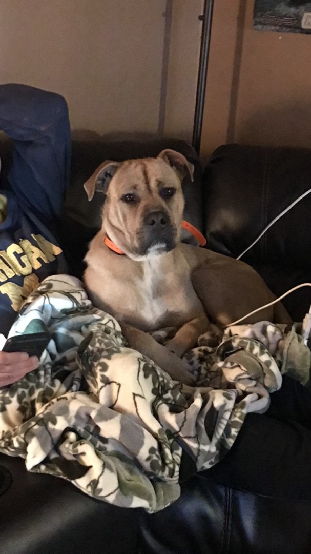 lost-dog-berlin-township-michigan-abe