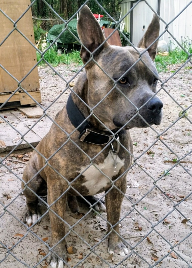 Lost Dog (Homosassa, Florida) Dozer