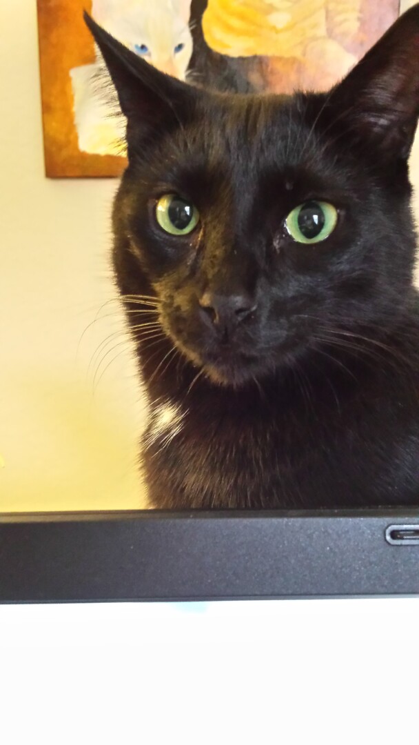 Lost Cat (Ormond Beach, Florida) Chalky