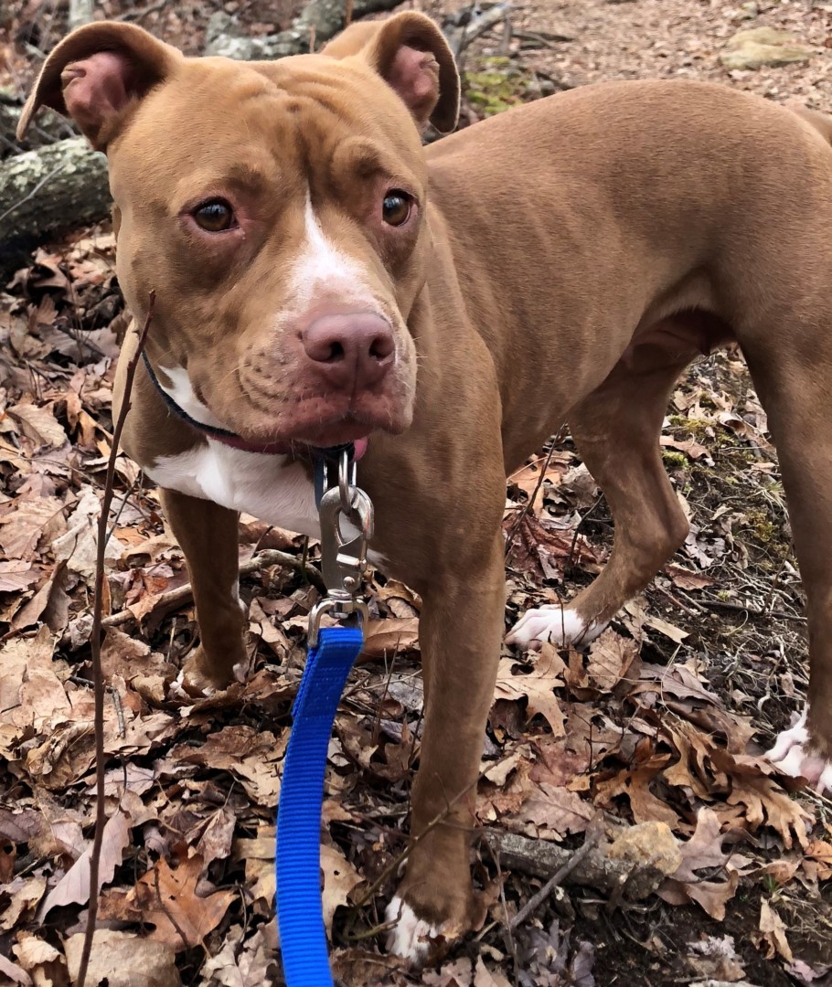 Lost Dog (Greenville, South Carolina) Annabelle