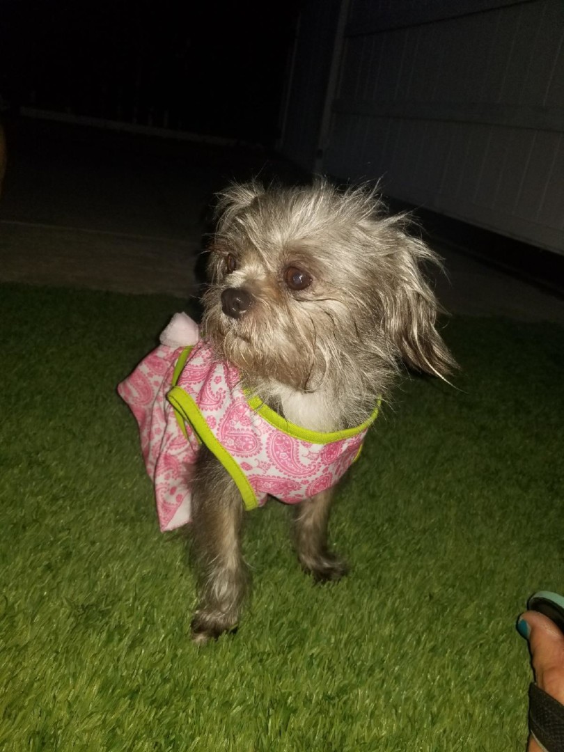 Lost Dog (Los Angeles, California) Pepper