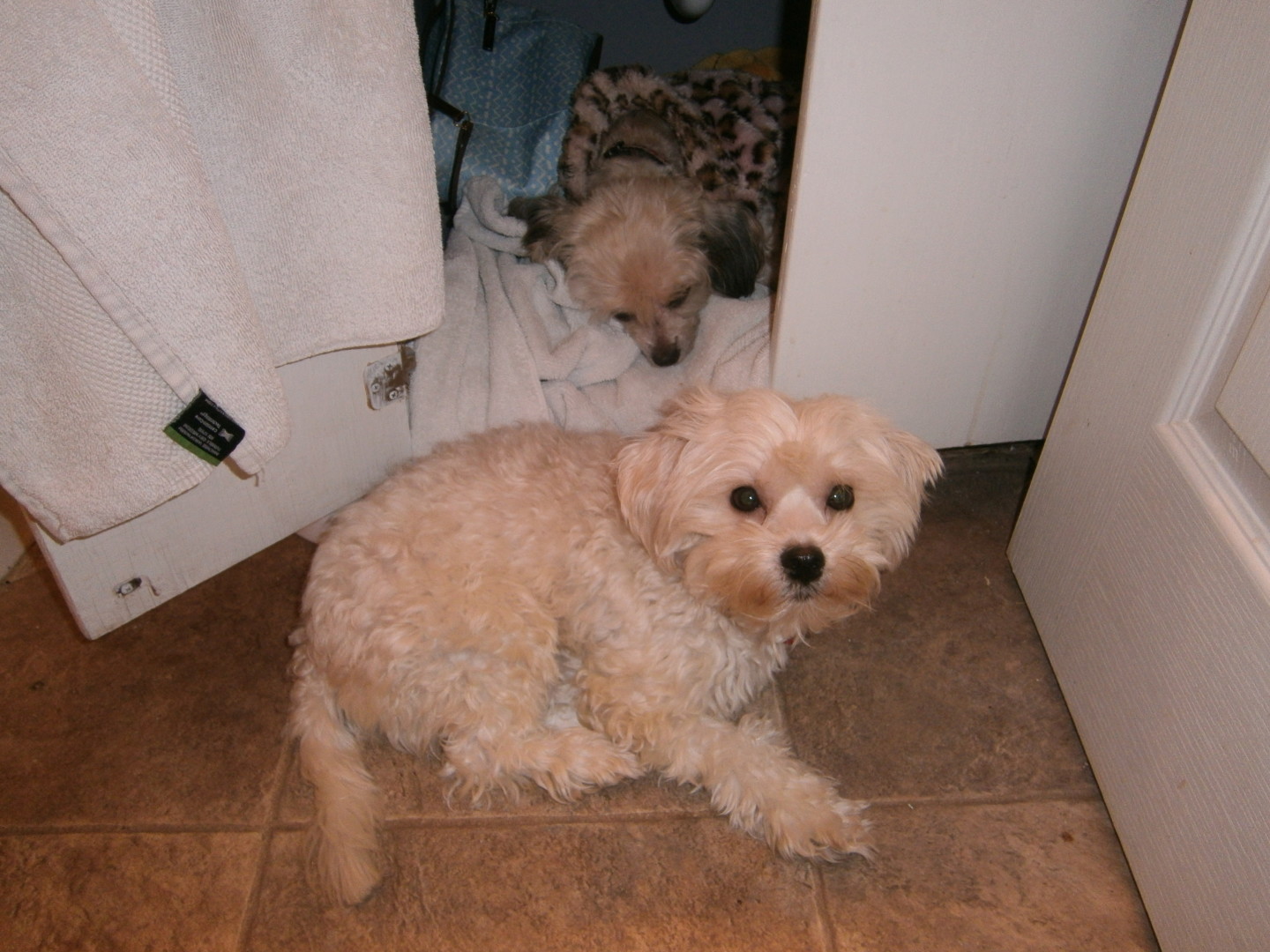 Lost Dog (Conway, Arkansas) Pistachio