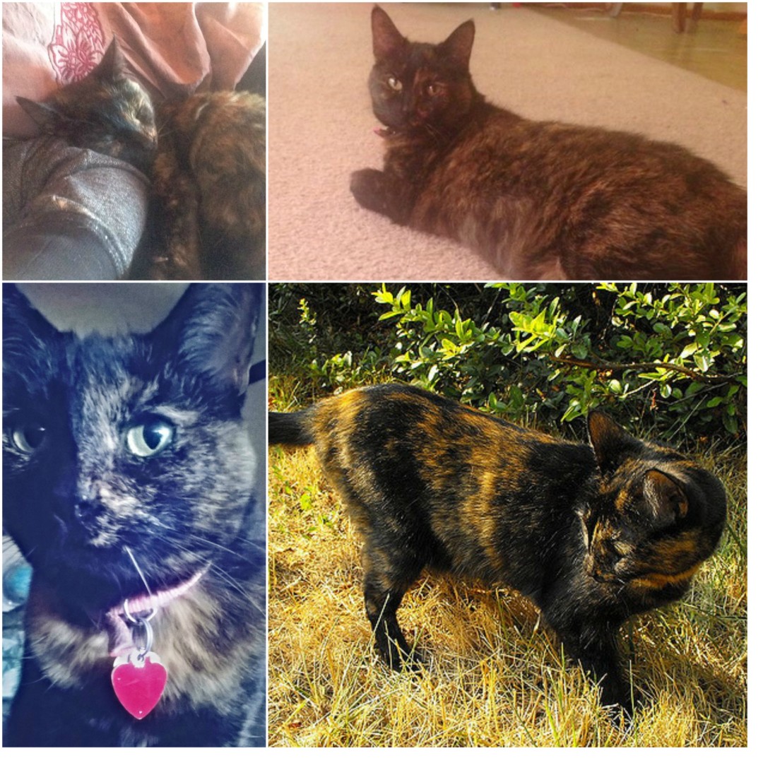 Lost Cat (Eugene, Oregon) Coco