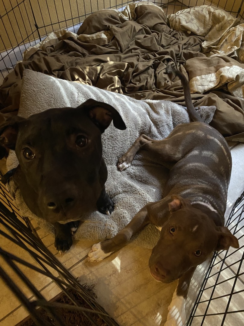 Lost Dog (Fort Lauderdale, Florida) Princess