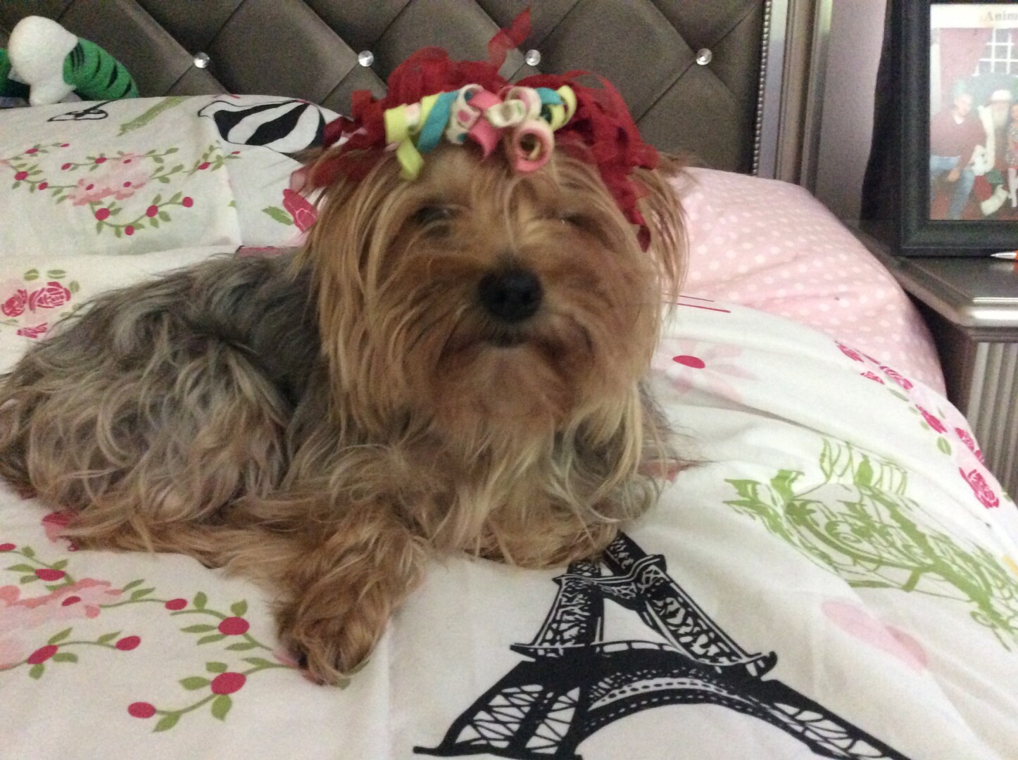 Lost Dog (Lodi, New Jersey) Lola