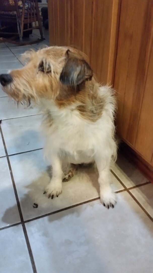 Lost Dog (Lebanon, Ohio) Cooper