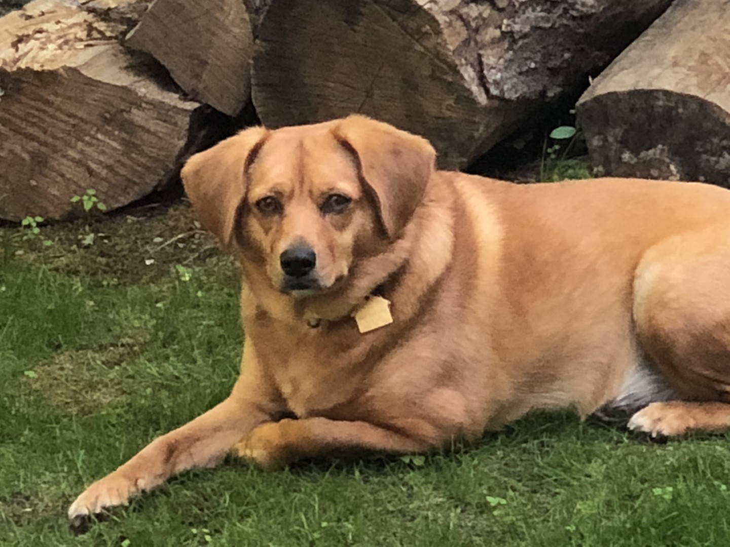 Lost Dog (Gaylord, Michigan) Syd