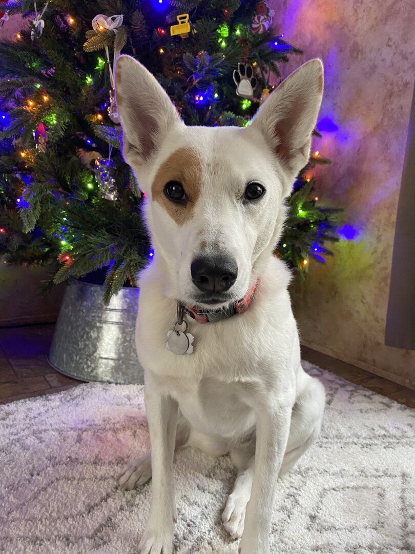 Lost Dog (Grand Forks, North Dakota) Gracie