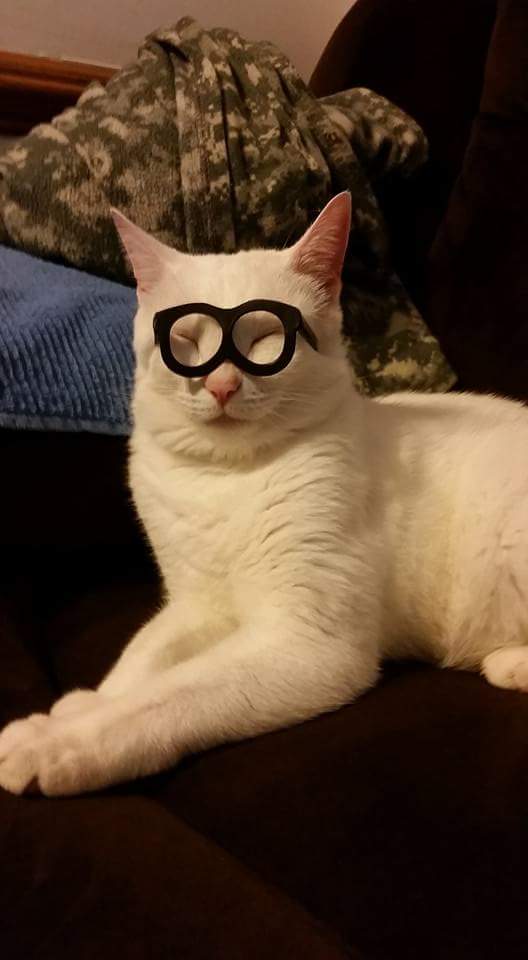 Lost Cat (Spokane, Washington) Jim