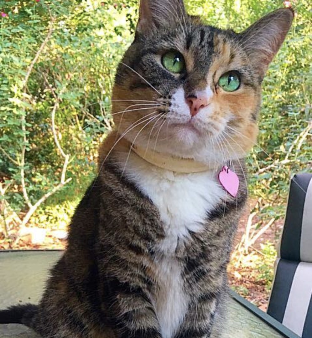 Lost Cat (Charlotte, North Carolina) Lia