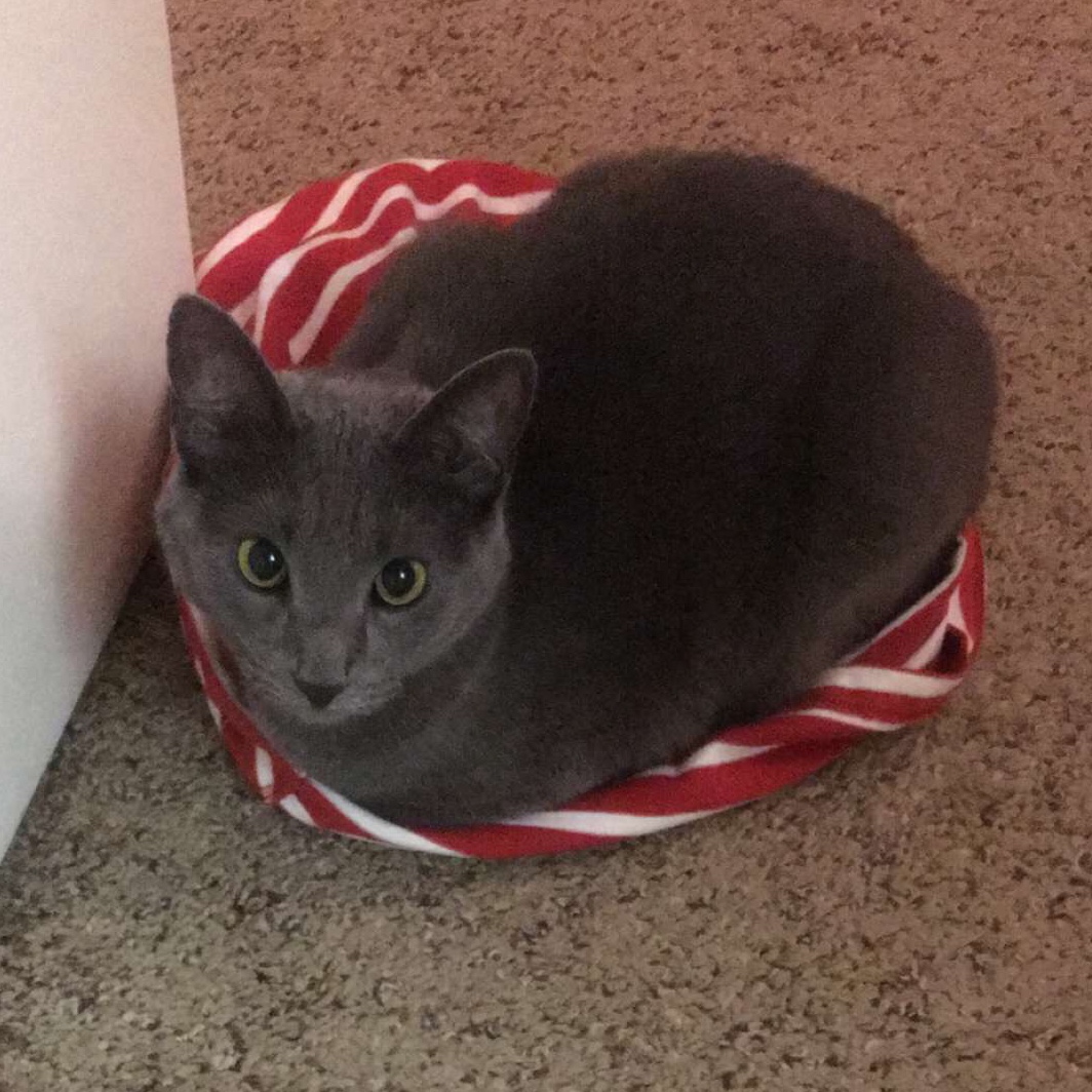 Lost Cat (Charlotte, North Carolina) Mooney