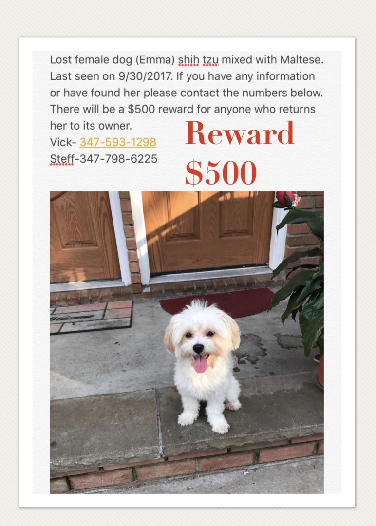 Lost Dog (Queens, New York) Emma