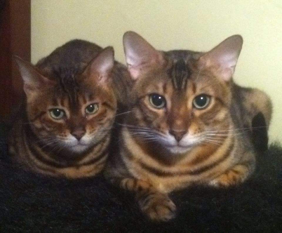 Lost Cat (Simpsonville, South Carolina) Penny