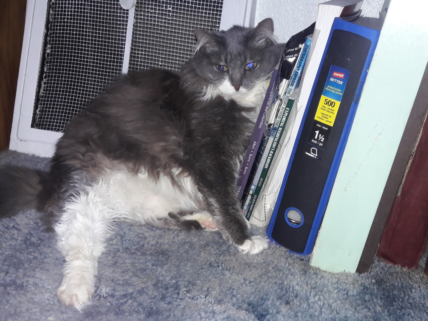 Lost Cat (Spokane, Washington) Sally