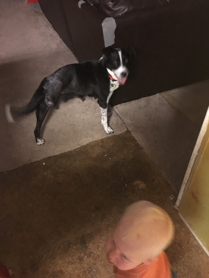 Lost Dog (Cumming, Velvet
