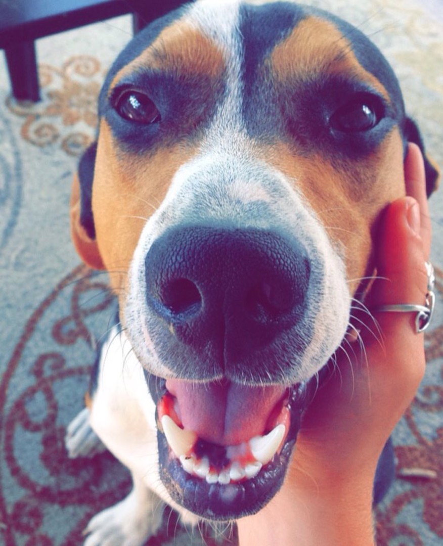 Lost Dog (Burgaw, North Carolina) Rillo